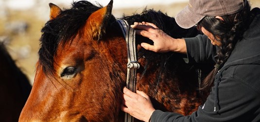 Agromediteranski fakultet predvodi važno istraživanje: livanjski divlji konji dobili GPS ogrlice